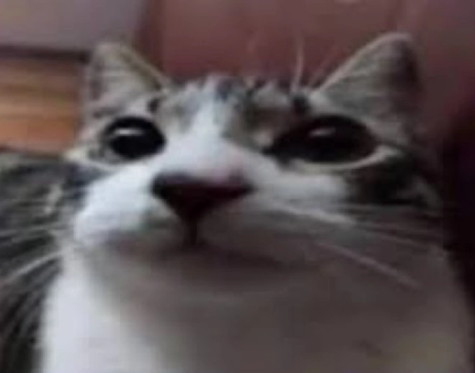 Ah So Cat
