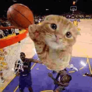 Baskit Cat