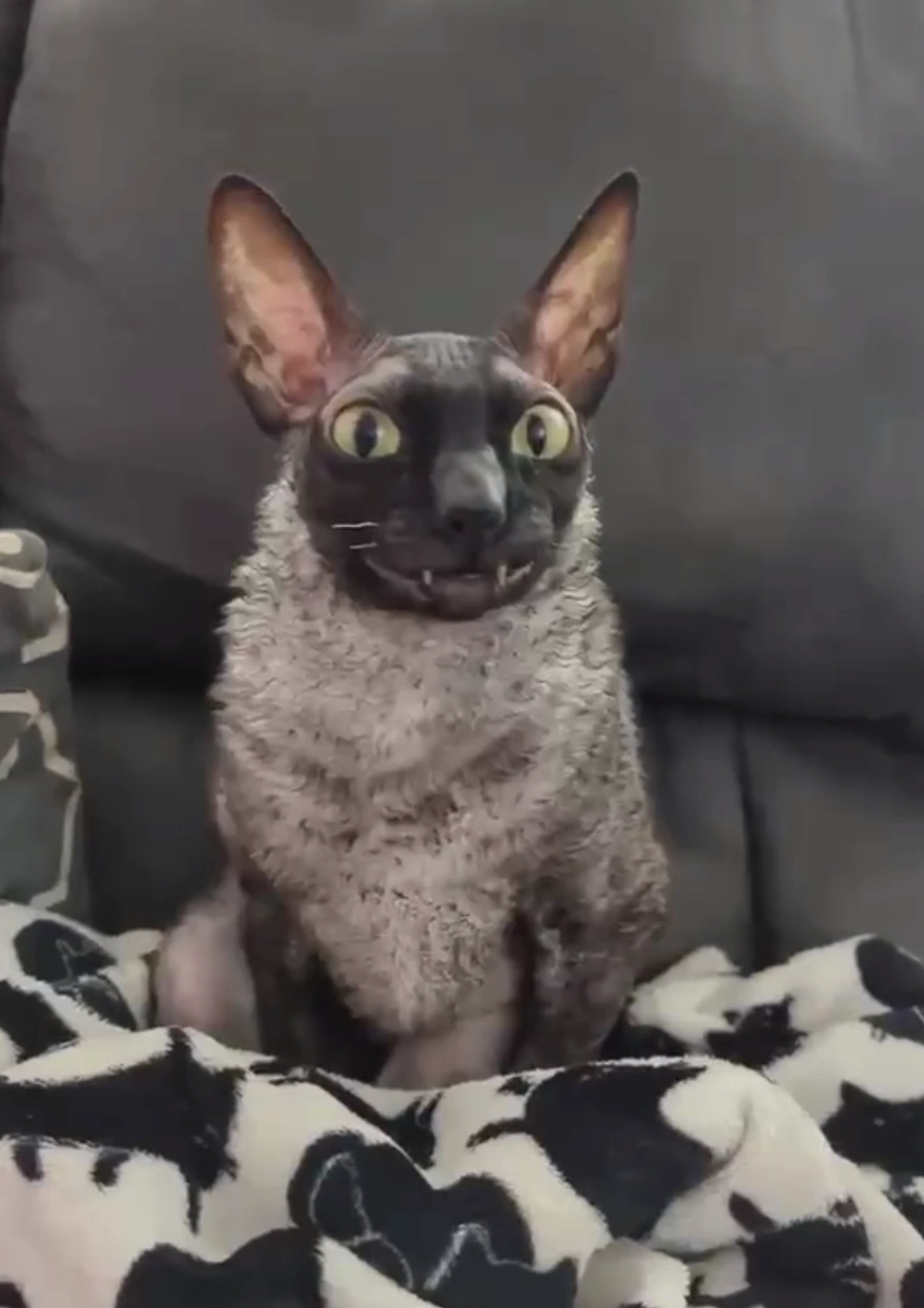 Bat Cat