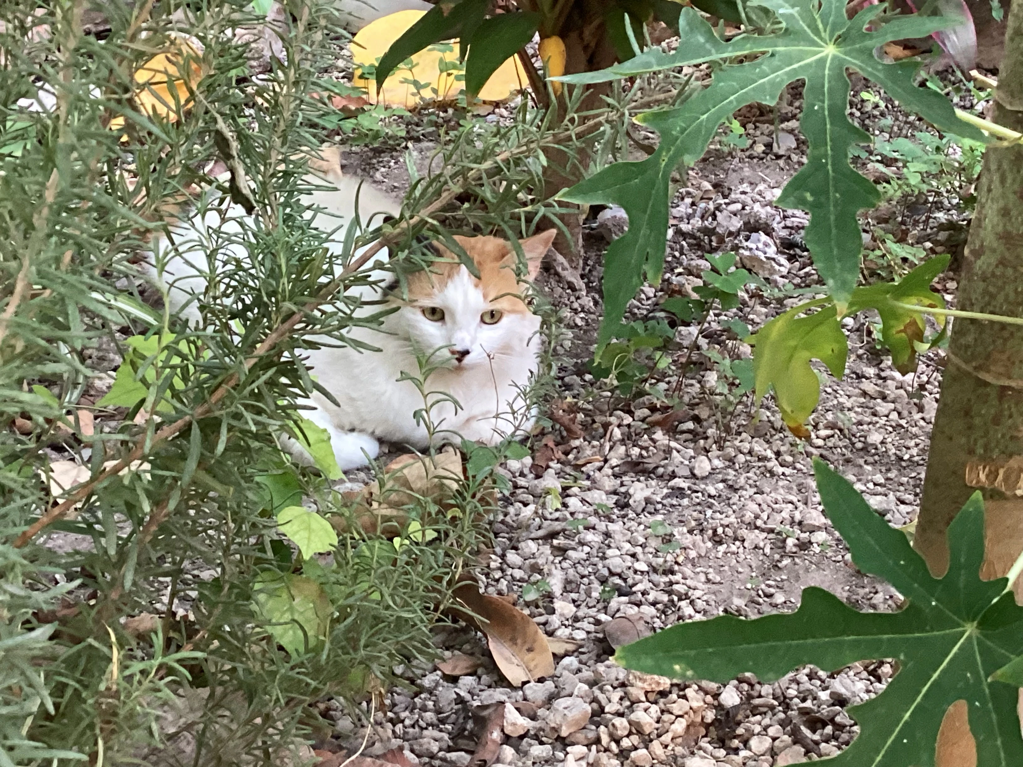 Canela