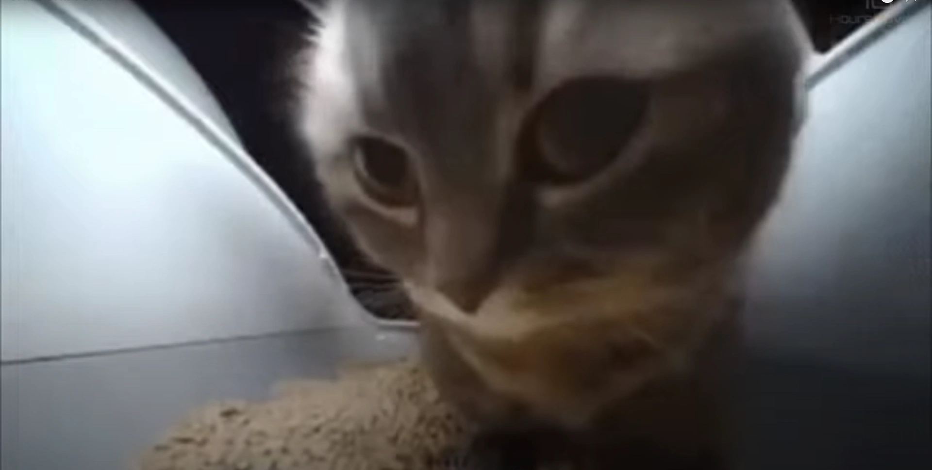 Chipi Chipi Chapa Chapa Cat