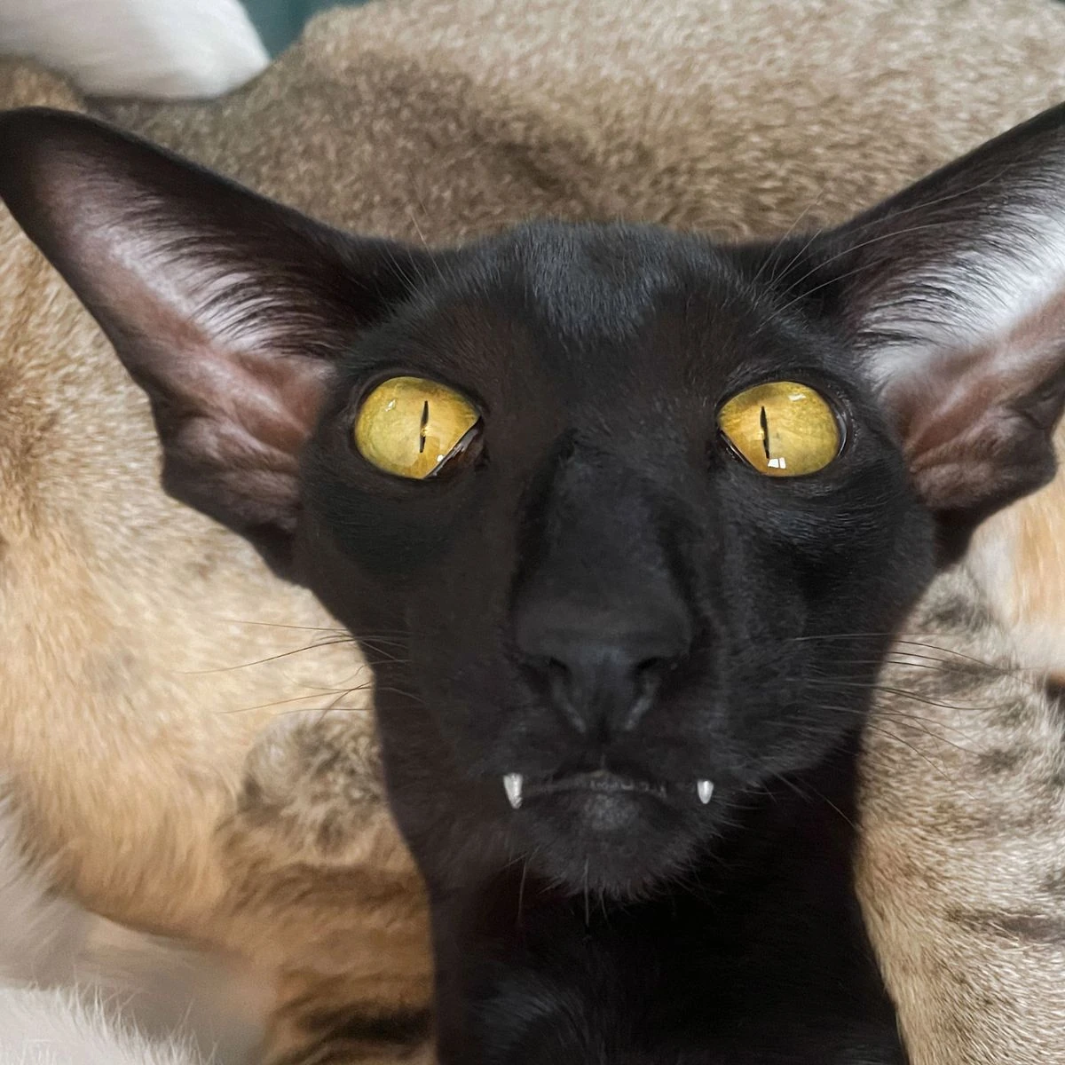 Demon Cat