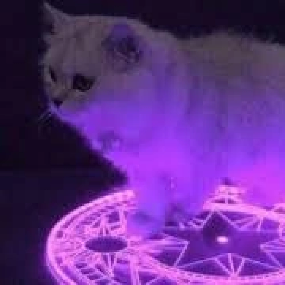 Demonic Little Grey Cat