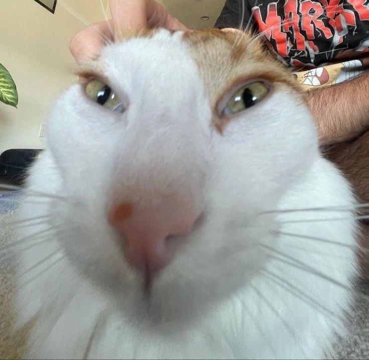 Doobis