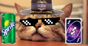 Drazy Cat