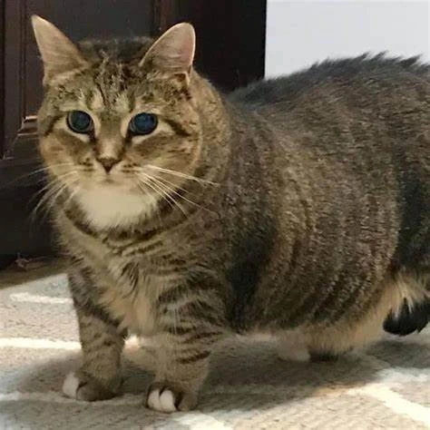 Ethel the Cat