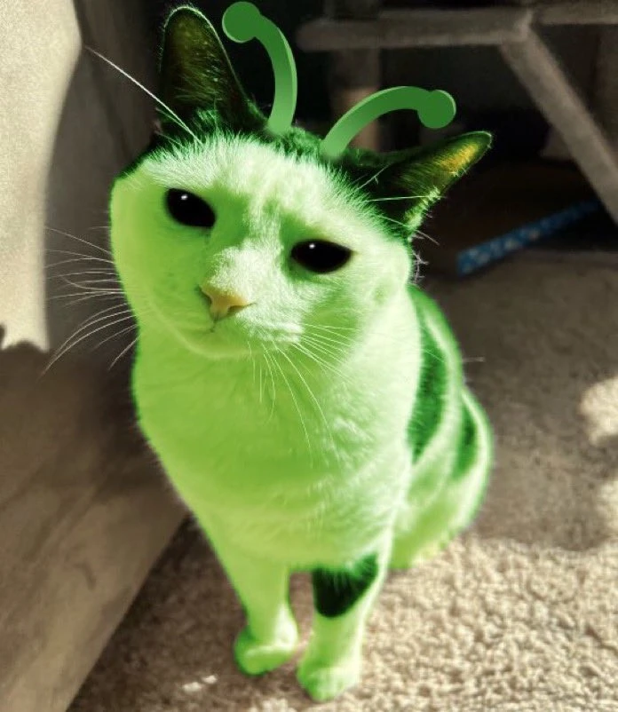 Ferret