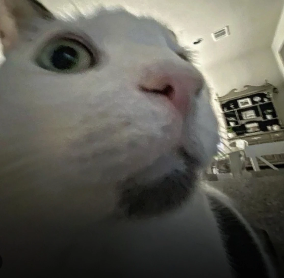 Goga Cat