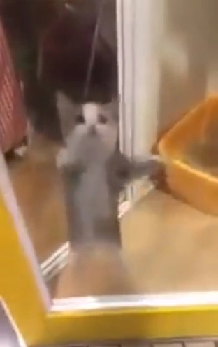 Happy Cat