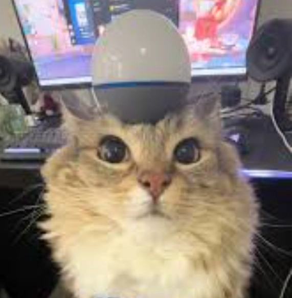 Luna the Tabby
