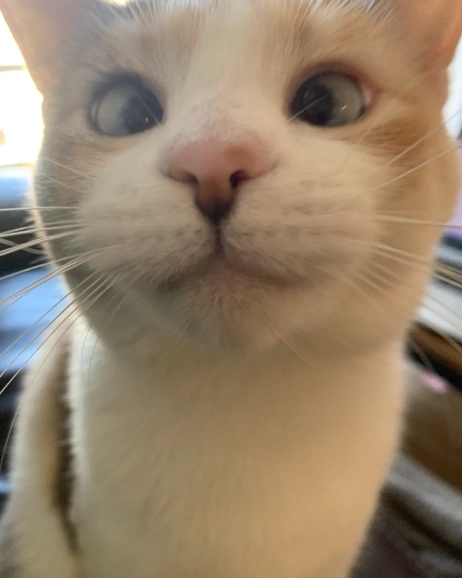 Panko