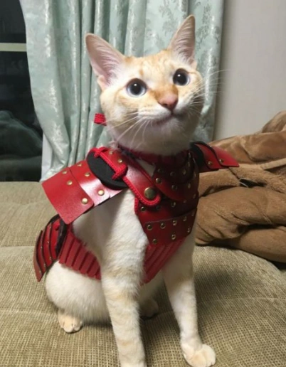 Samurai Cat