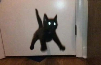 Scaredy Cat