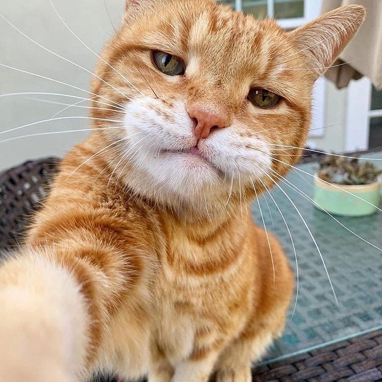 Selfie