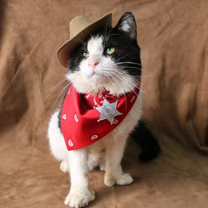 Sheriff Paw