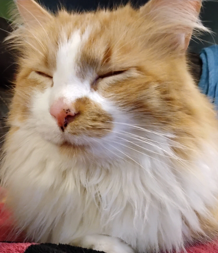 Sir Meows