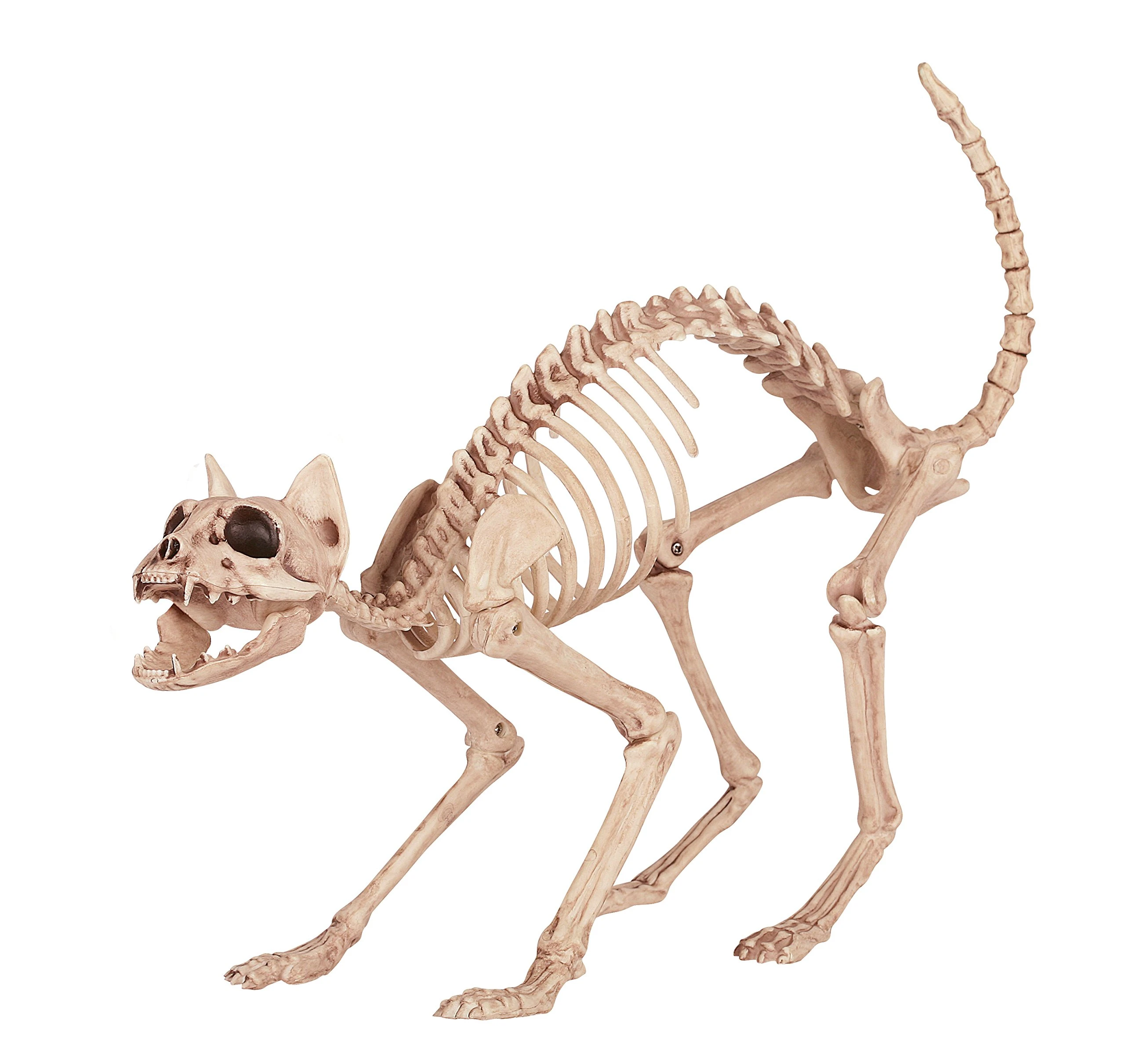 Skeletus