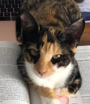 Study Cat