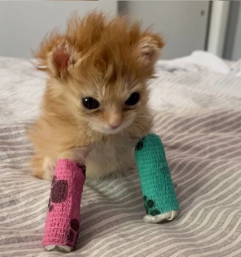 Tater Tot