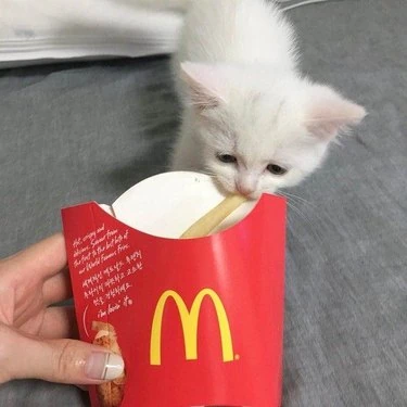 The Fry Stealer