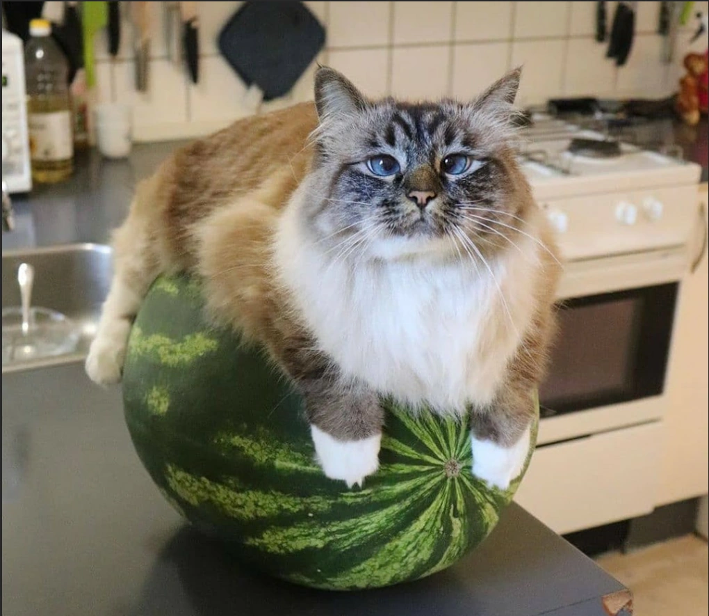 Watermelon Cat