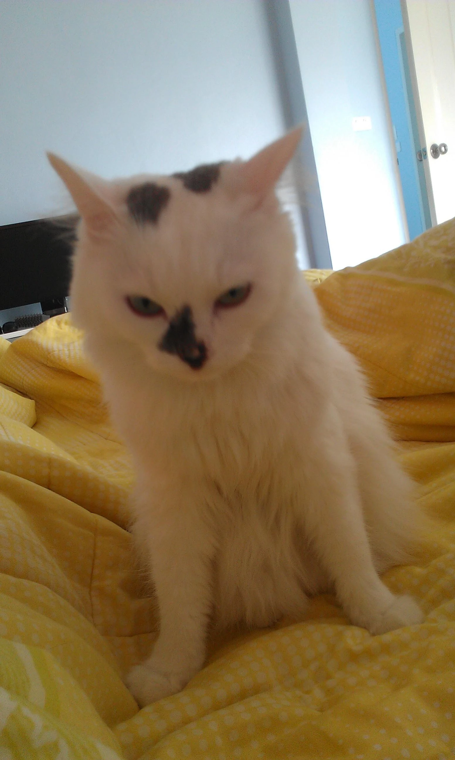 Bernard