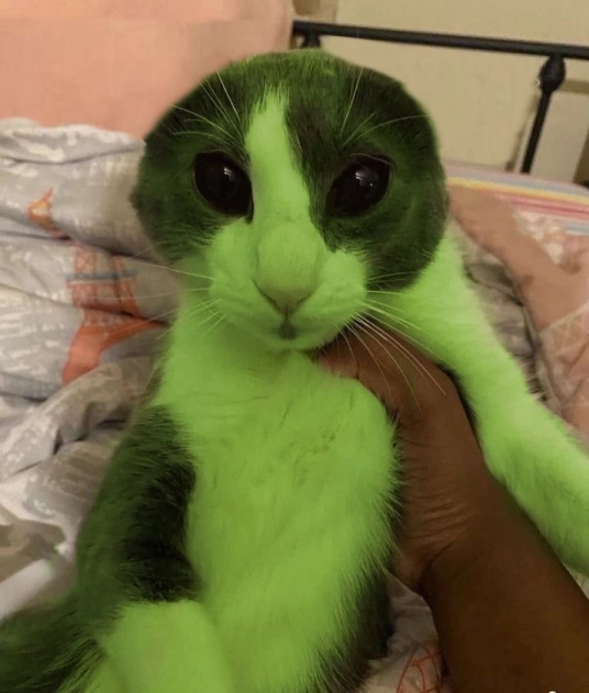 Bleemk