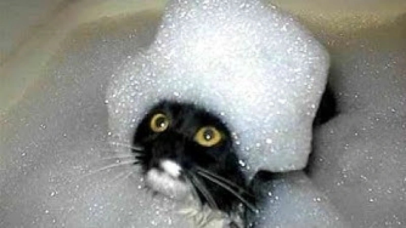 Bubble Cat