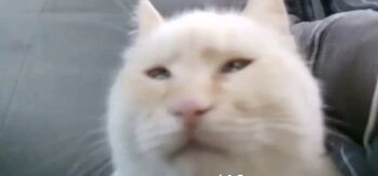 Drefis