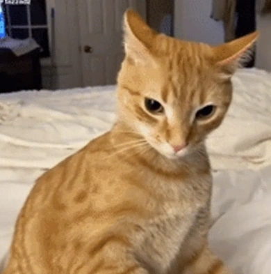 Evil Cat