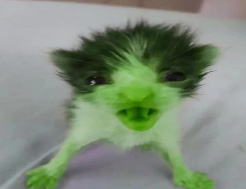 Gnapy