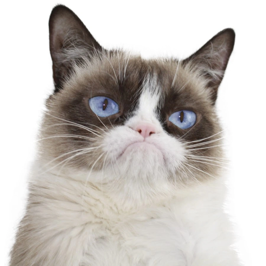 Grumpy Cat