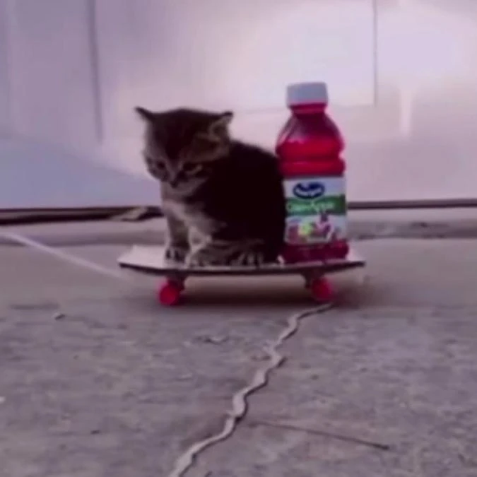 Juice Cat