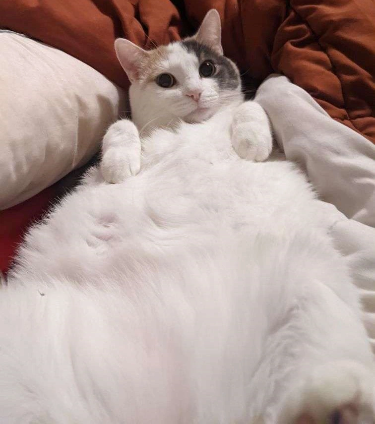 Kyky
