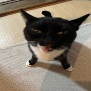 Nilbert