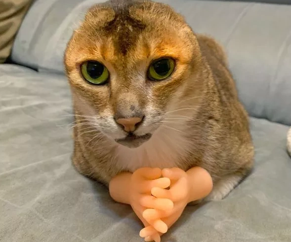 Potato