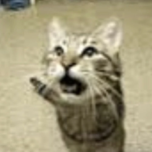 Radio Cat
