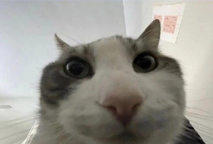 Wire Cat